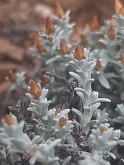 Helichrysum tinctum