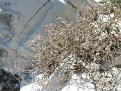 Limonium antipaxorum