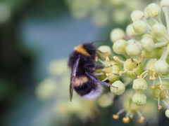 Bombus