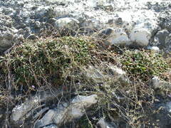 Limonium antipaxorum