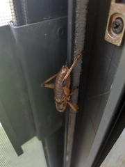 Liparoscelis pallidispina