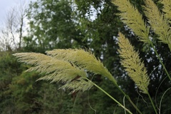Cortaderia selloana