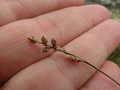 Carex brunnescens