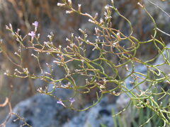 Limonium arcuatum