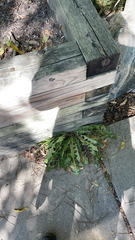 Taraxacum officinale