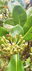 Marcgraviaceae