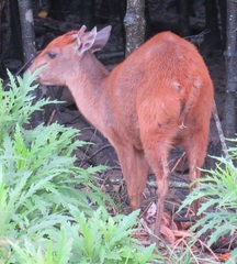 Cephalophorus natalensis natalensis