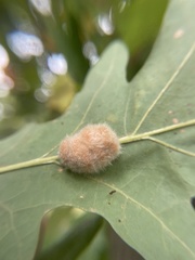 Druon quercusflocci