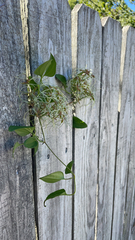 Clematis terniflora