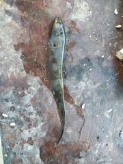 Sternopygus macrurus