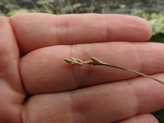 Carex brunnescens
