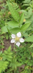 Rubus rosifolius