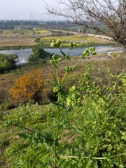 Moscharia pinnatifida