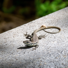 Phoenicolacerta laevis