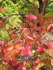 Parthenocissus inserta
