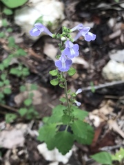 Scutellaria gaumeri