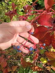 Parthenocissus inserta