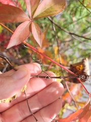 Parthenocissus inserta