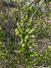 Retanilla trinervia