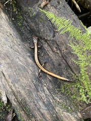 Plethodon vehiculum