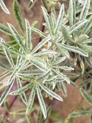Lupinus arboreus