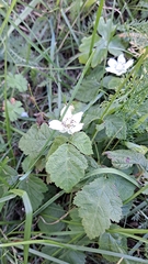 Rubus ulmifolius