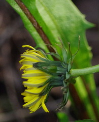 Taraxacum ceratophorum