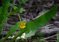 Taraxacum ceratophorum