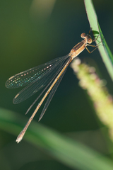 Lestes alacer