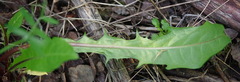 Taraxacum ceratophorum