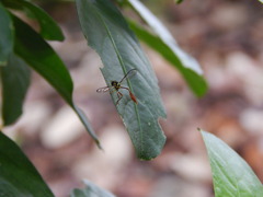 Salpingogaster