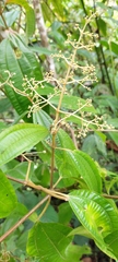 Miconia subseriata