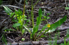 Taraxacum ceratophorum