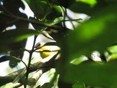 Basileuterus delattrii