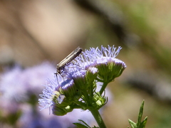 Elasmopalpus lignosella