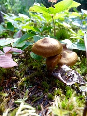 Cortinarius semisanguineus