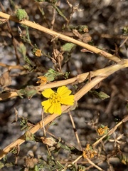 Deinandra pentactis