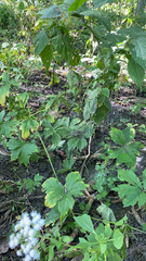 Anemone virginiana