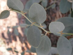 Capparis sicula