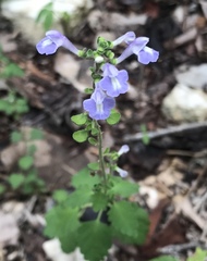 Scutellaria gaumeri