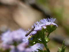 Elasmopalpus lignosella