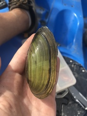 Utterbackia imbecillis