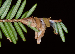 Coleotechnites macleodi