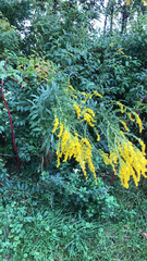 Solidago gigantea