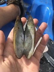 Utterbackia imbecillis