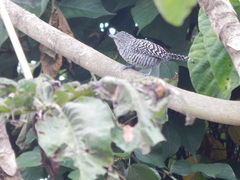 Thamnophilus multistriatus