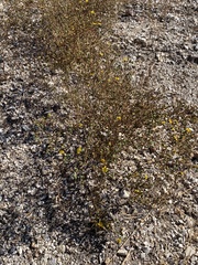 Deinandra pentactis