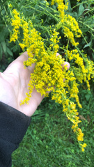 Solidago gigantea