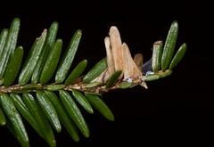 Coleotechnites macleodi