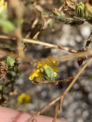 Deinandra pentactis